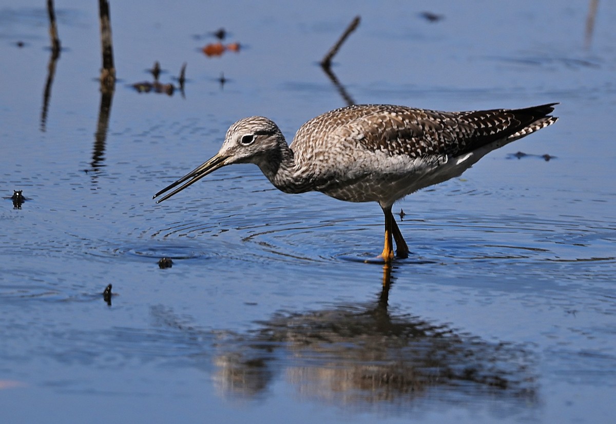 Greater Yellowlegs - ML642888247