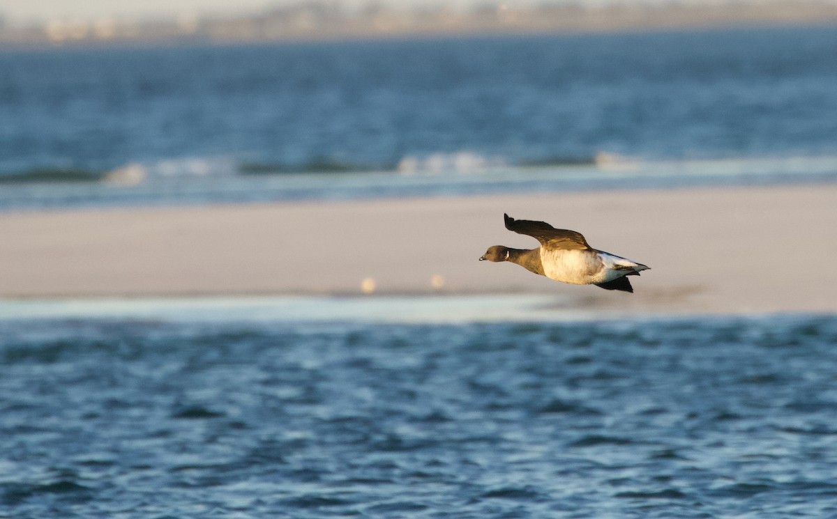 Brant (Atlantic) - ML642888248