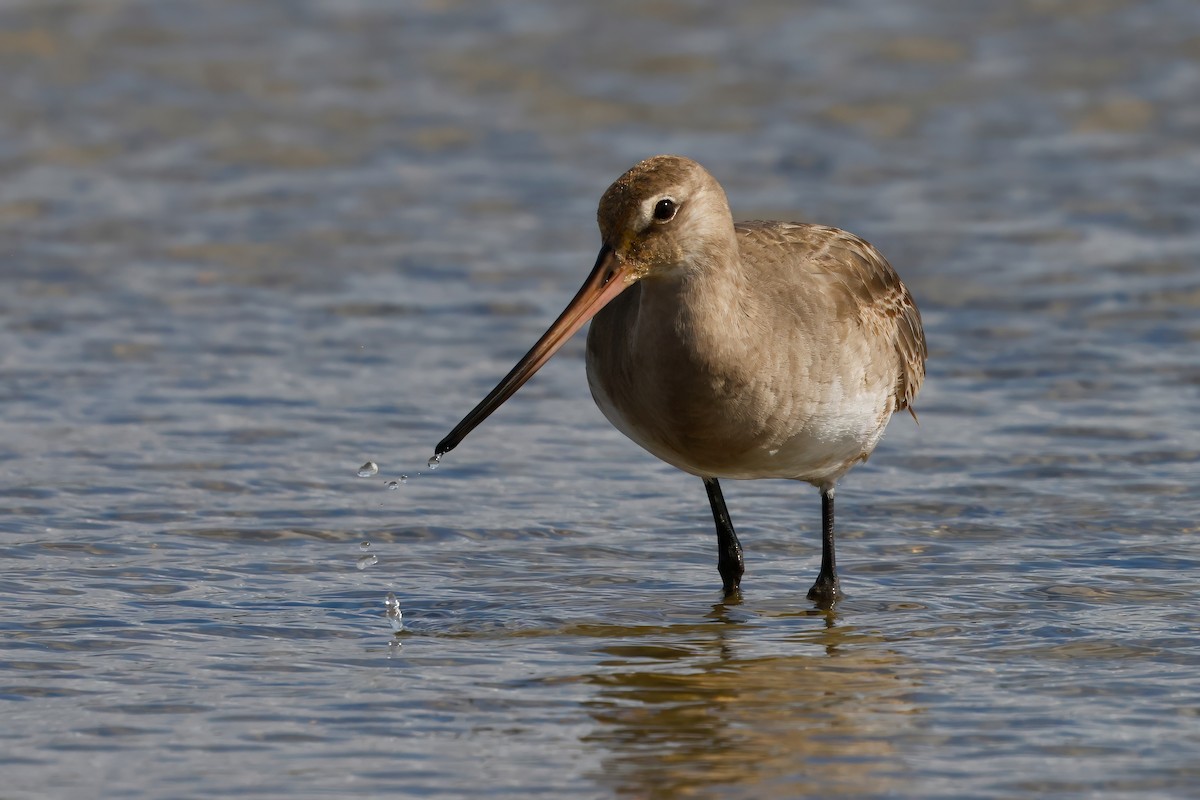 Hudsonian Godwit - ML642888264