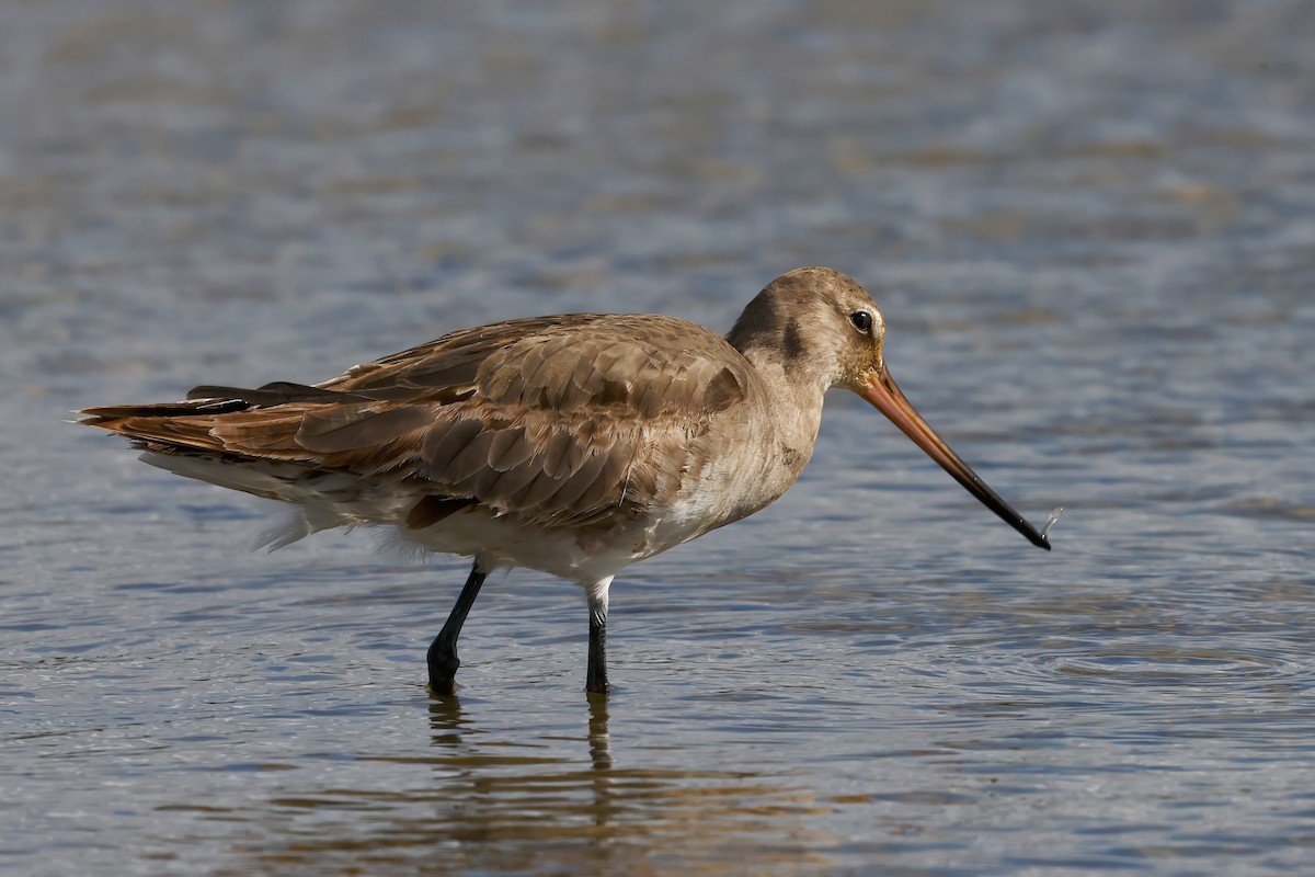 Hudsonian Godwit - ML642888271