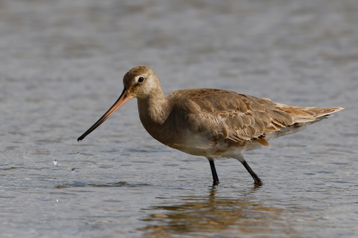 Hudsonian Godwit - ML642888272