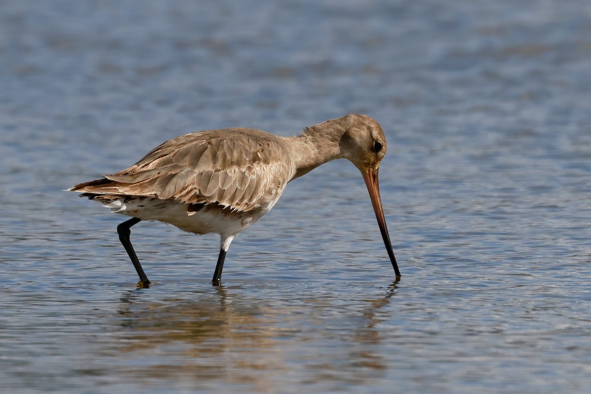 Hudsonian Godwit - ML642888273