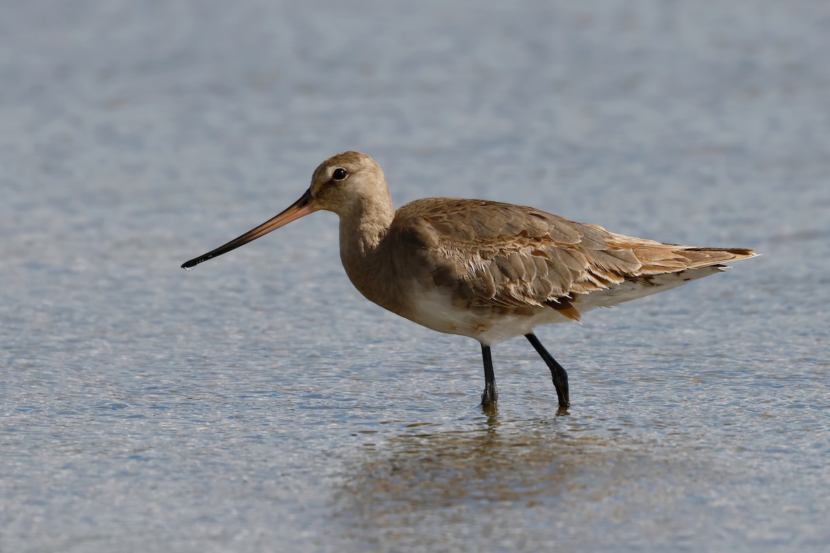 Hudsonian Godwit - ML642888274