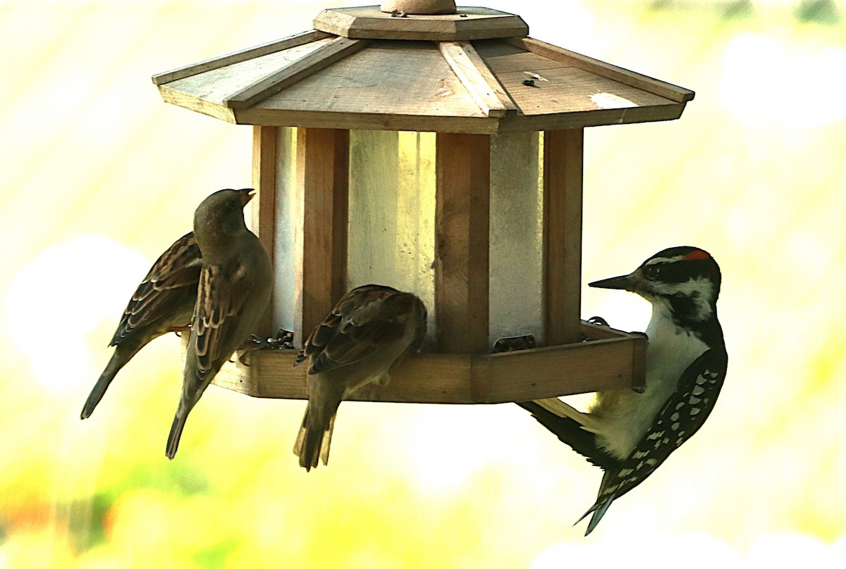 House Sparrow - ML642888276