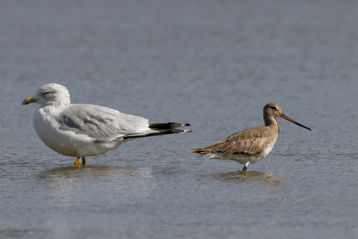 Hudsonian Godwit - ML642888278