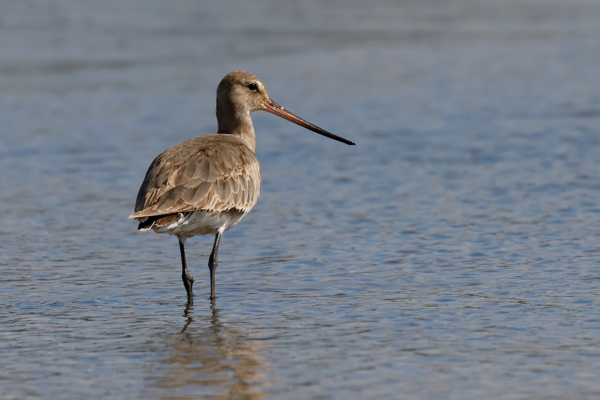 Hudsonian Godwit - ML642888279