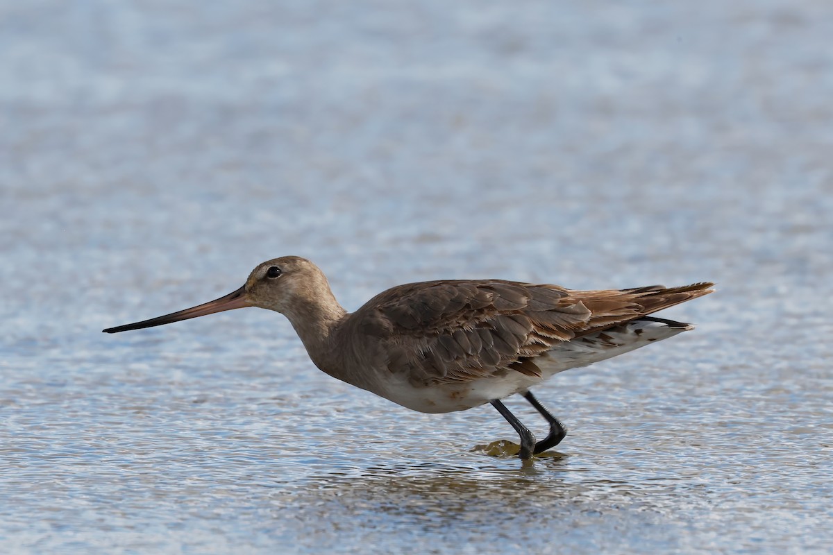 Hudsonian Godwit - ML642888281