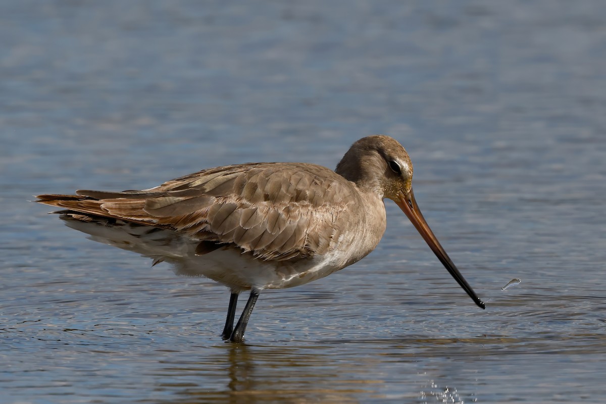Hudsonian Godwit - ML642888282