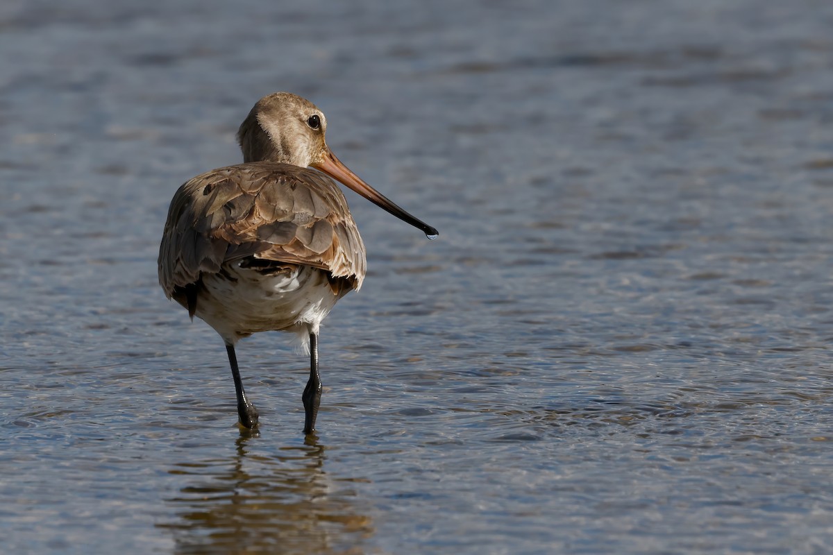 Hudsonian Godwit - ML642888285