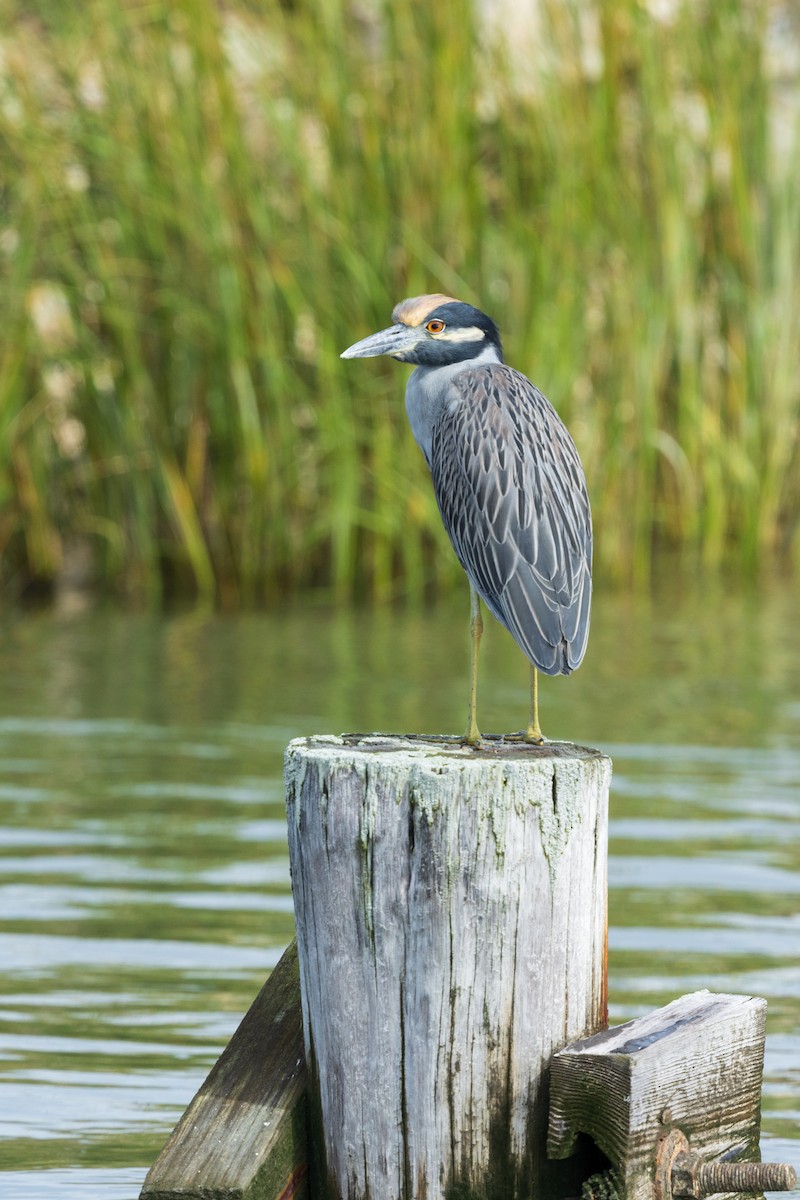Yellow-crowned Night Heron - ML642888299