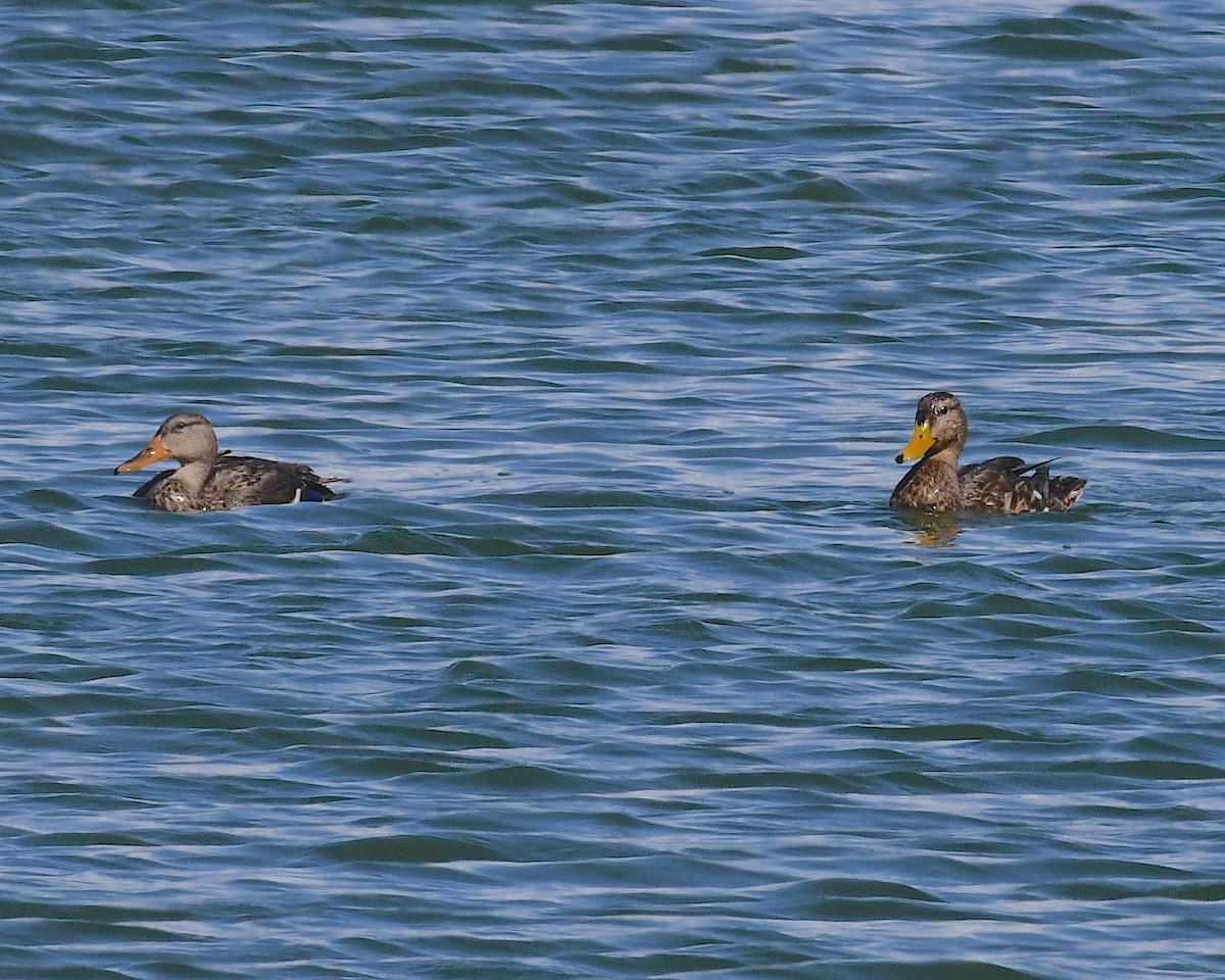 Mexican Duck - ML642888304