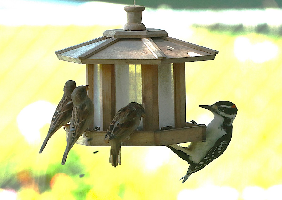 Hairy Woodpecker - ML642888319