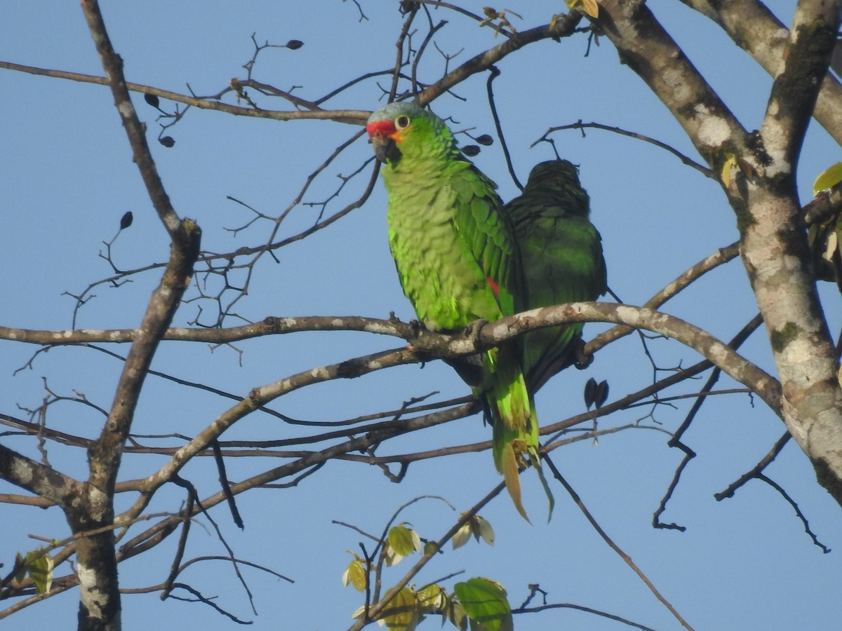 Red-lored Amazon - ML642888327