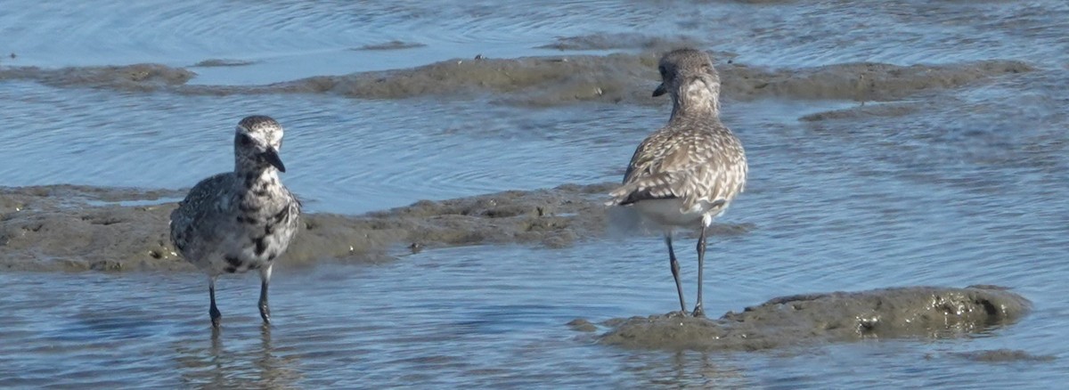 Black-bellied Plover - ML642888350