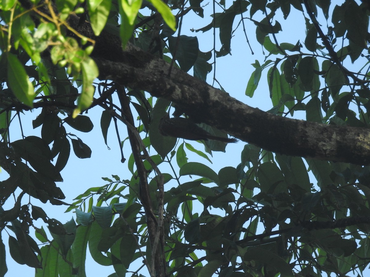 Streak-headed Woodcreeper - ML642888356