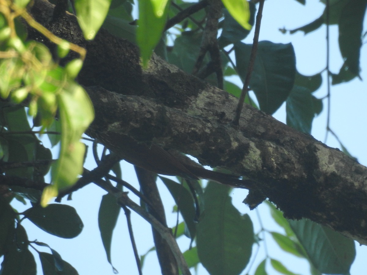 Streak-headed Woodcreeper - ML642888357