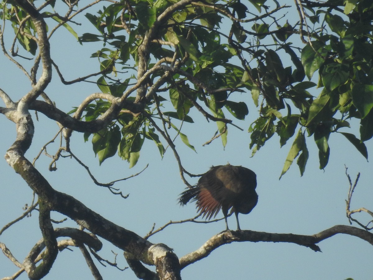 Gray-headed Chachalaca - ML642888360