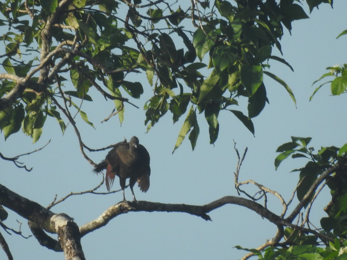 Gray-headed Chachalaca - ML642888361