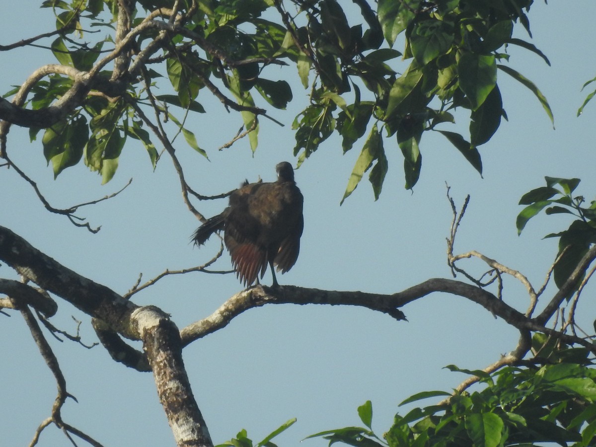 Gray-headed Chachalaca - ML642888362