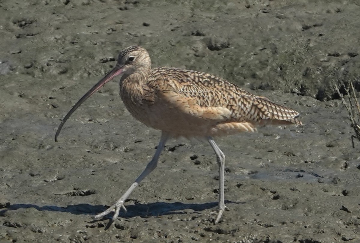 Long-billed Curlew - ML642888370