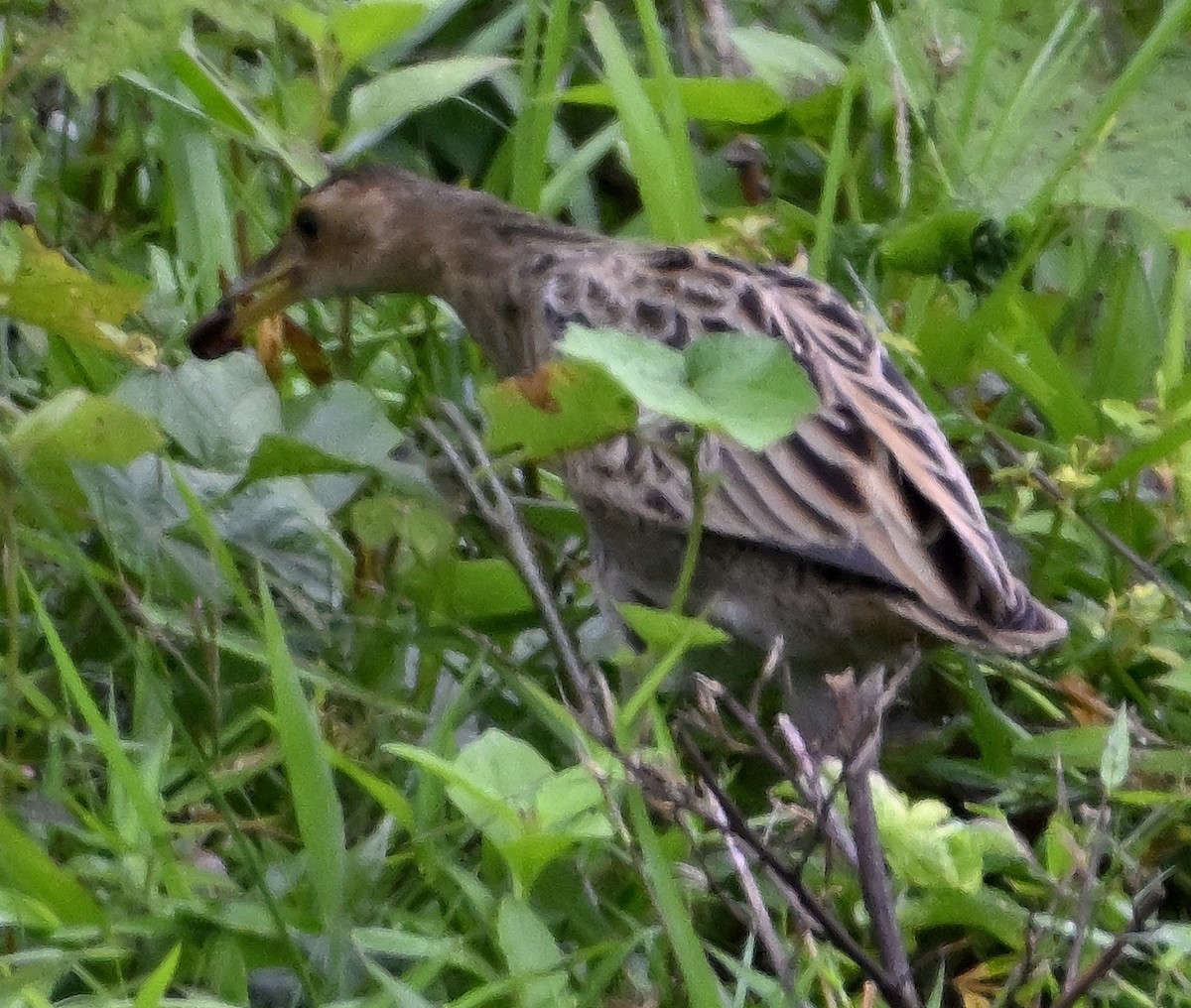 Watercock - ML642888372