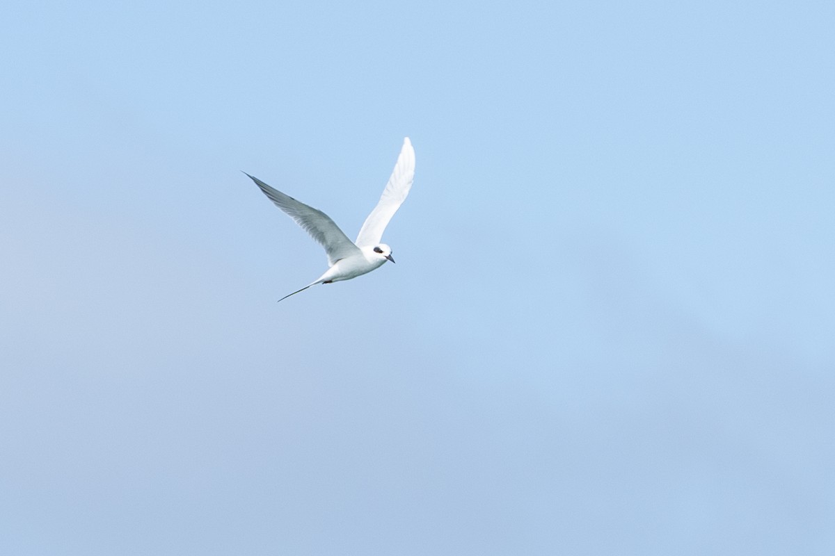 Forster's Tern - ML642888376