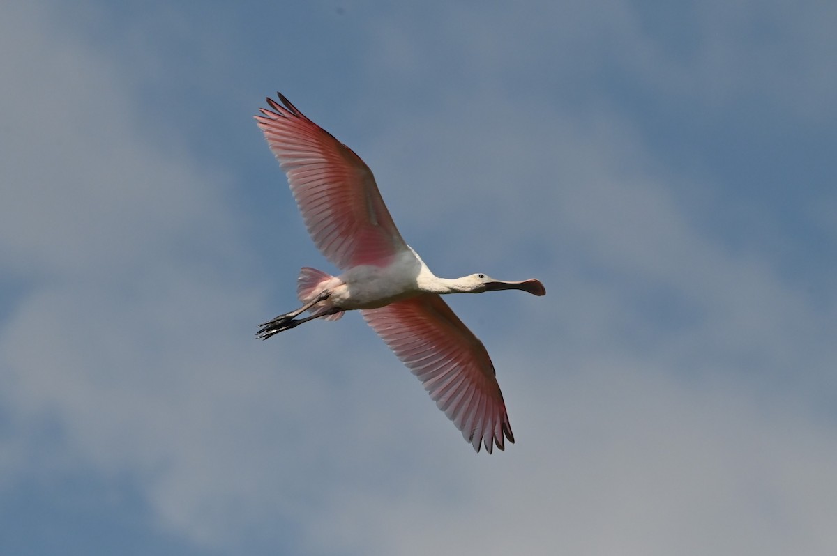 Roseate Spoonbill - ML642888383