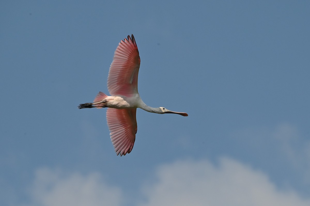 Roseate Spoonbill - ML642888384