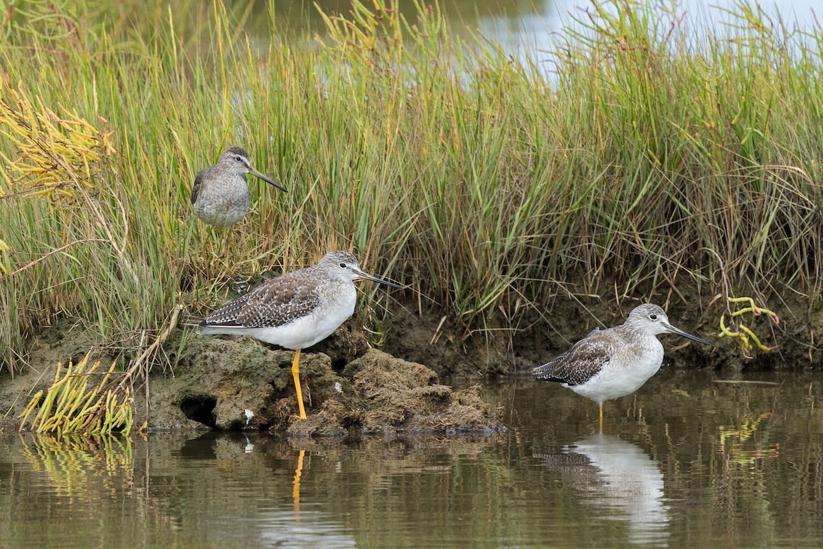 Short-billed Dowitcher - ML642888398