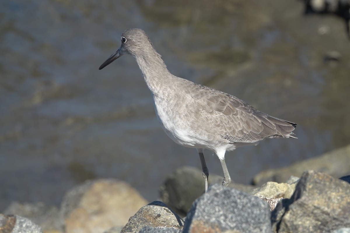 Willet - ML642888406