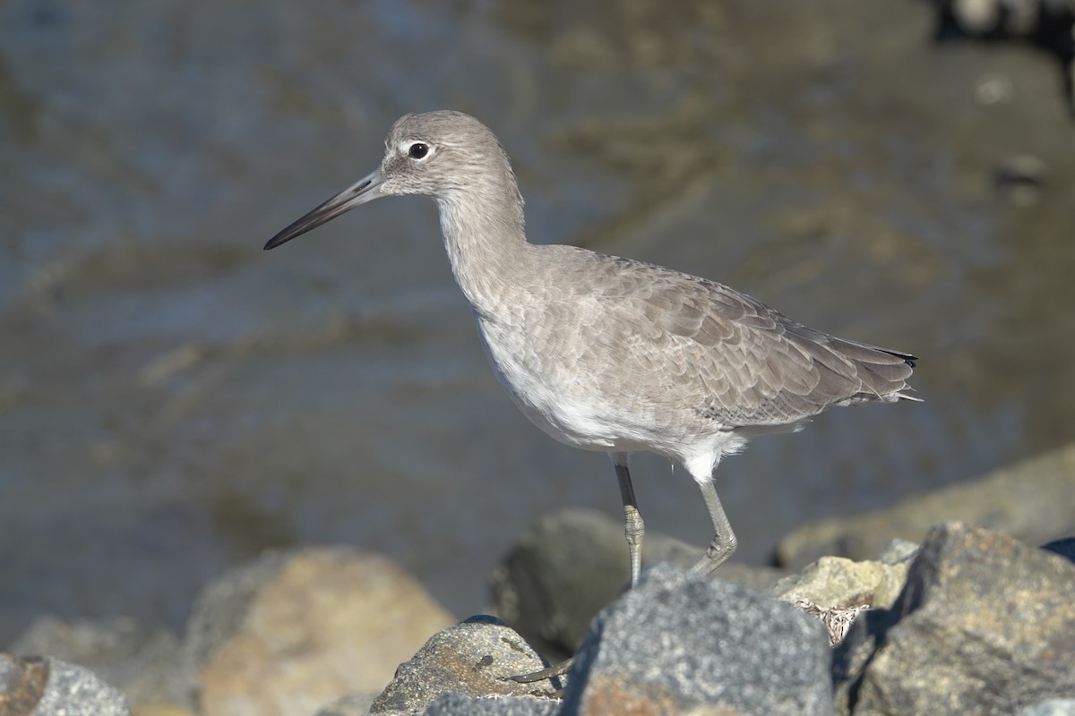 Willet - ML642888407
