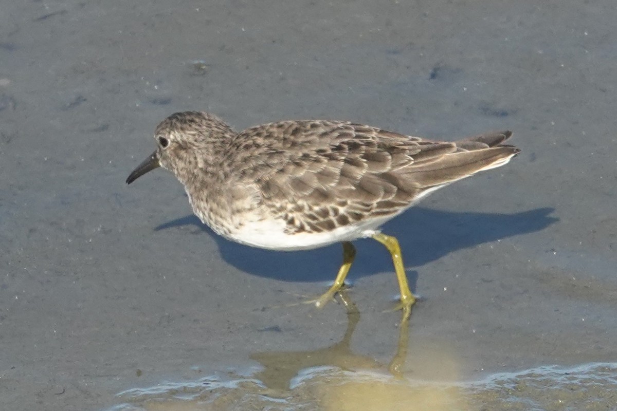 Least Sandpiper - ML642888424