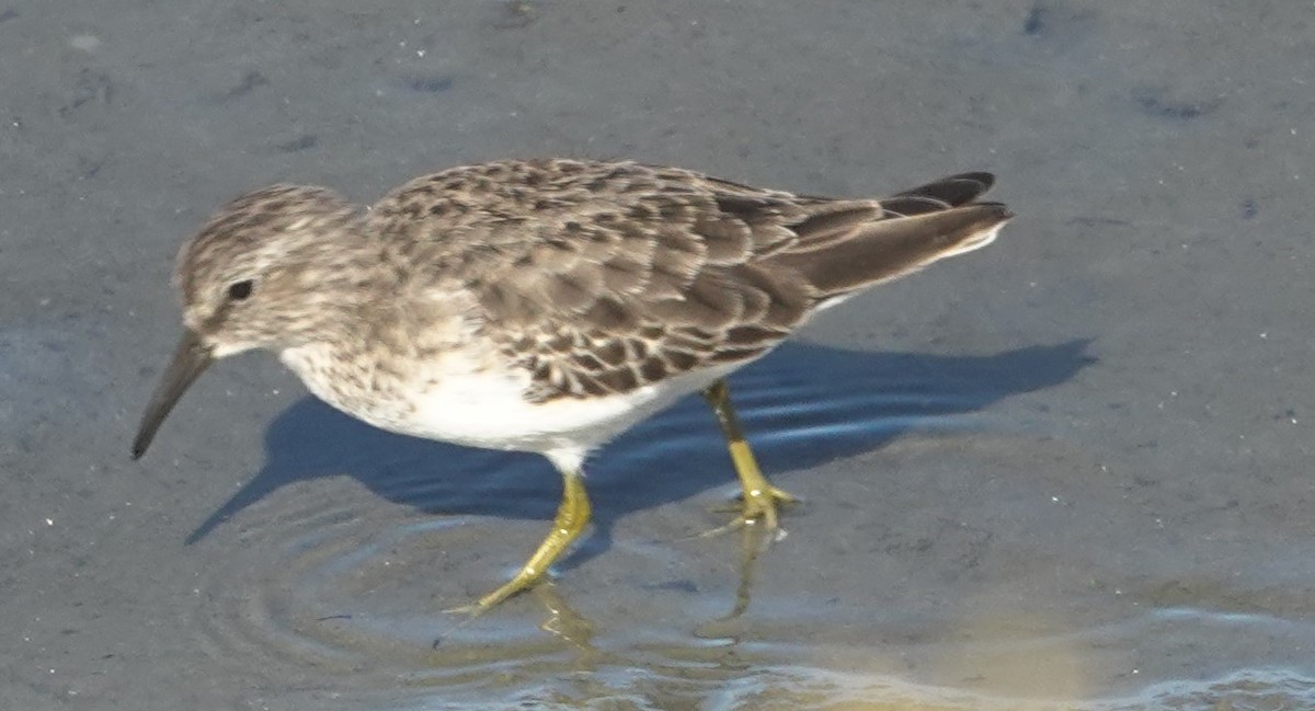 Least Sandpiper - ML642888425