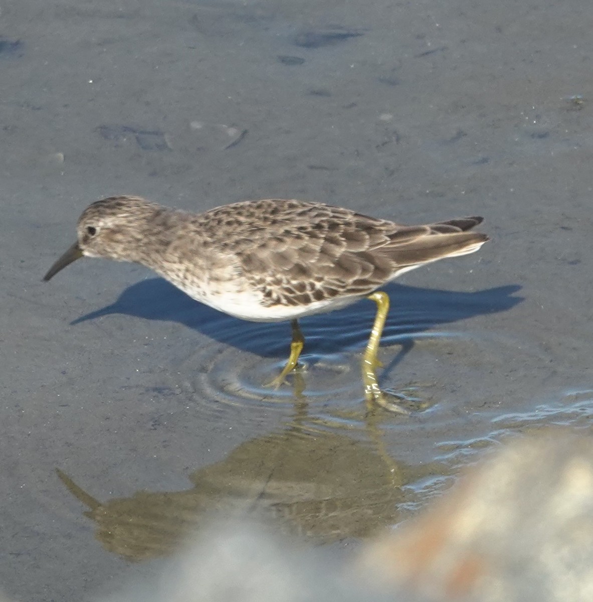 Least Sandpiper - ML642888426