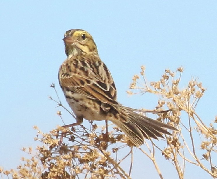 Savannah Sparrow - ML642888427