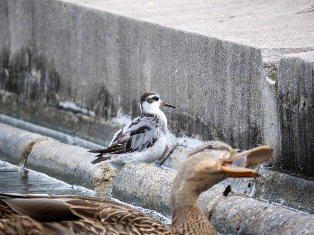 Phalarope à bec large - ML642888430