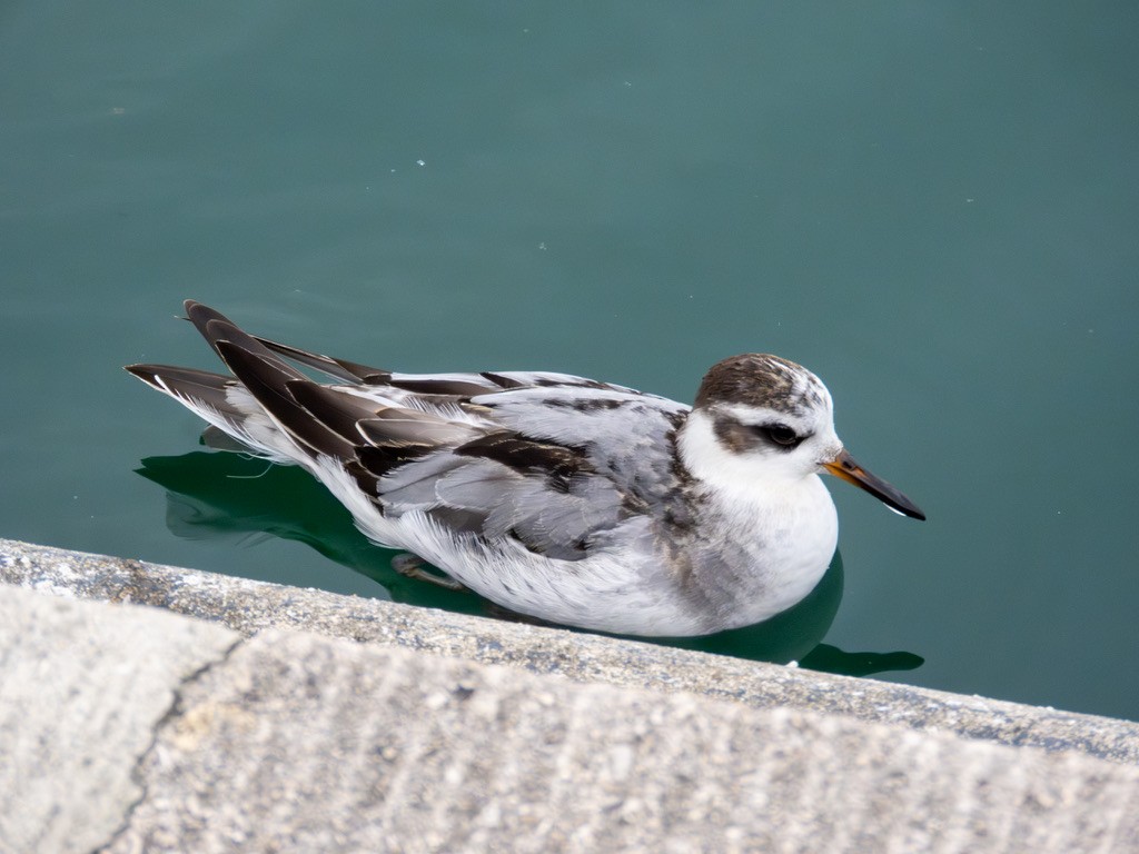 Phalarope à bec large - ML642888432