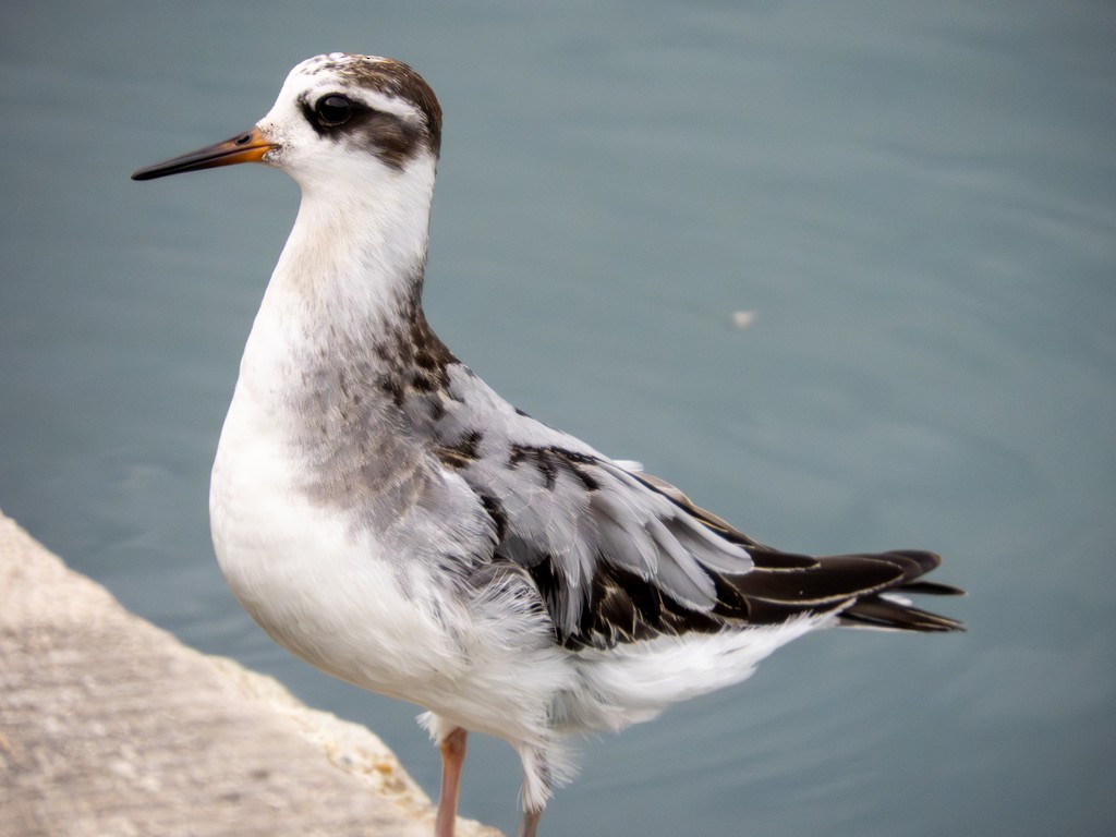 Phalarope à bec large - ML642888433