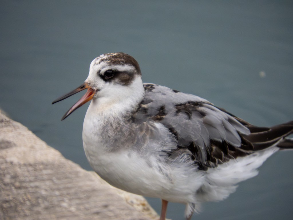 Phalarope à bec large - ML642888434