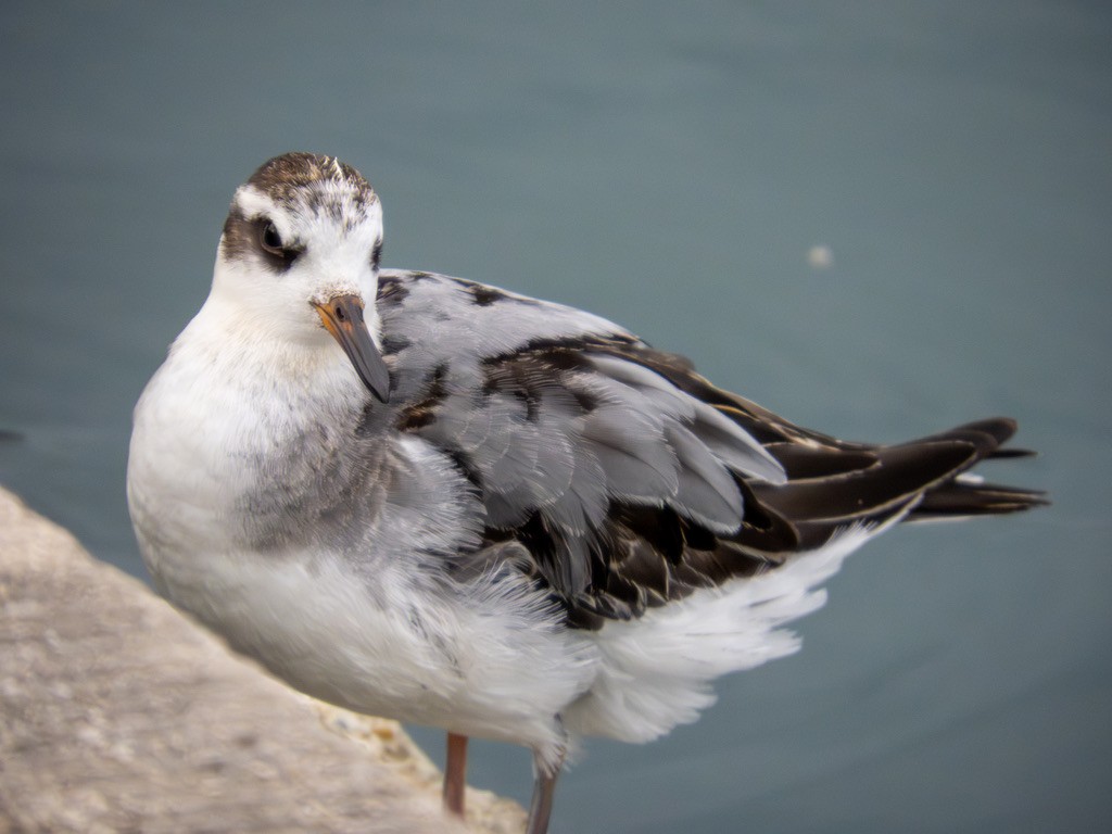 Phalarope à bec large - ML642888435