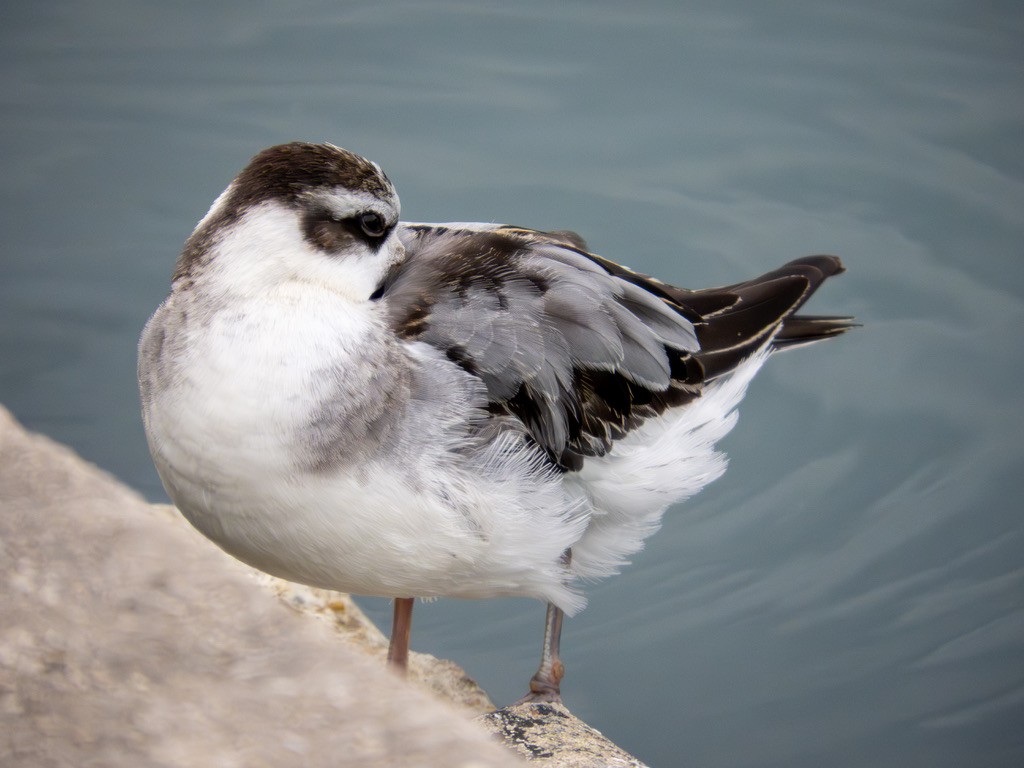 Phalarope à bec large - ML642888436