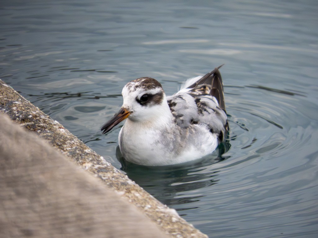 Phalarope à bec large - ML642888437
