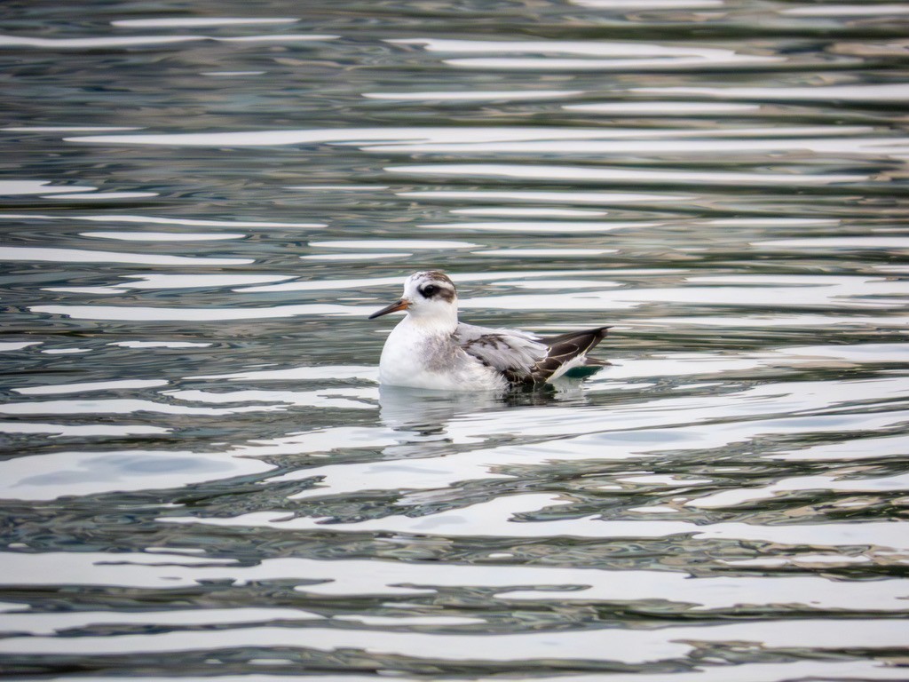 Phalarope à bec large - ML642888438