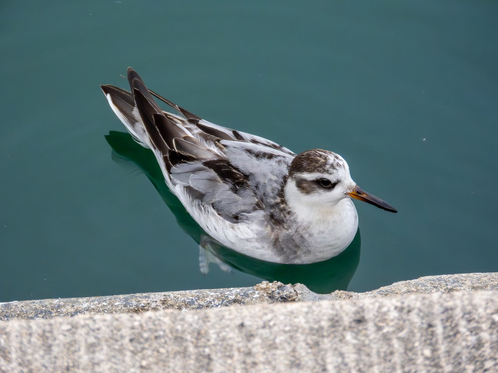Phalarope à bec large - ML642888440
