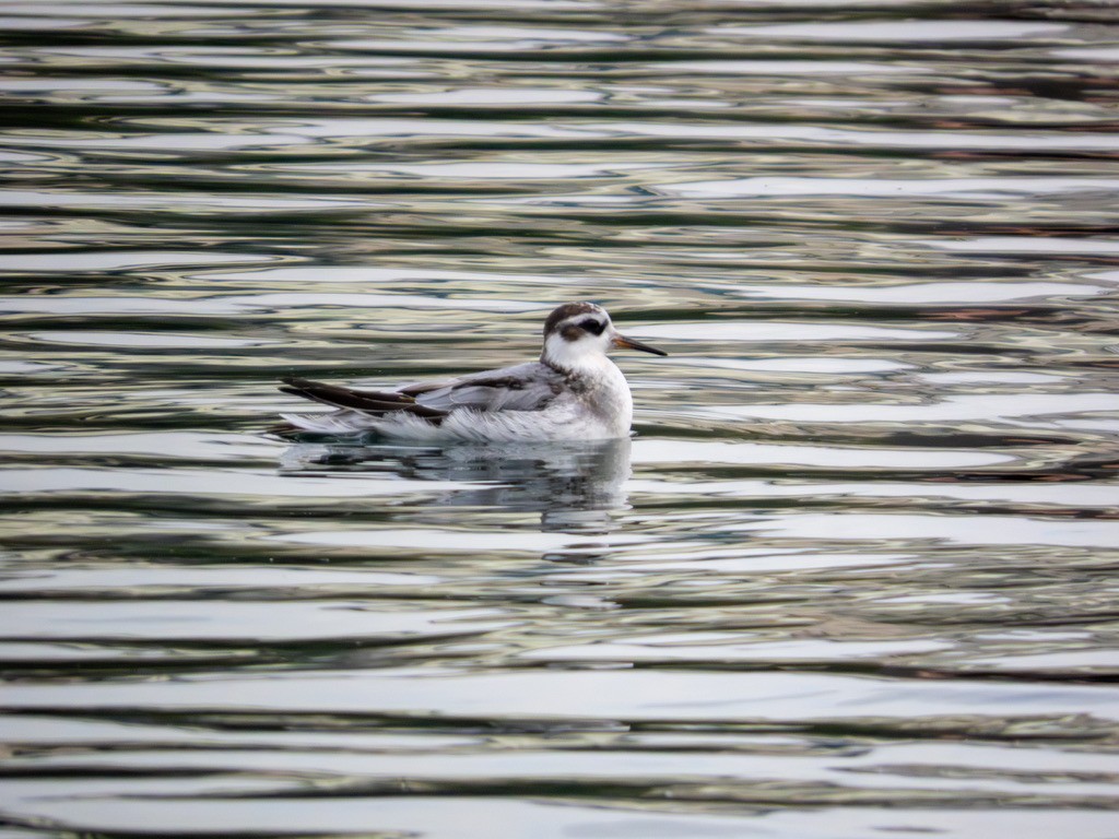 Phalarope à bec large - ML642888441