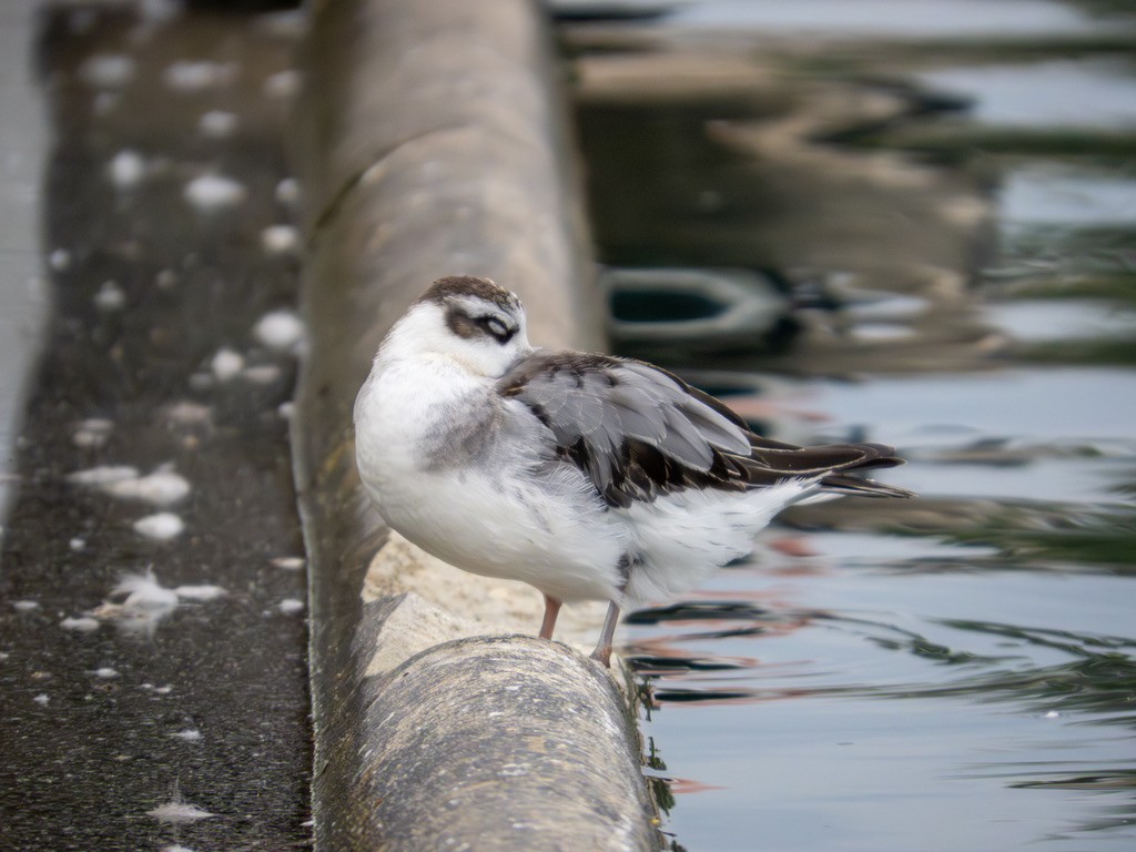 Phalarope à bec large - ML642888442