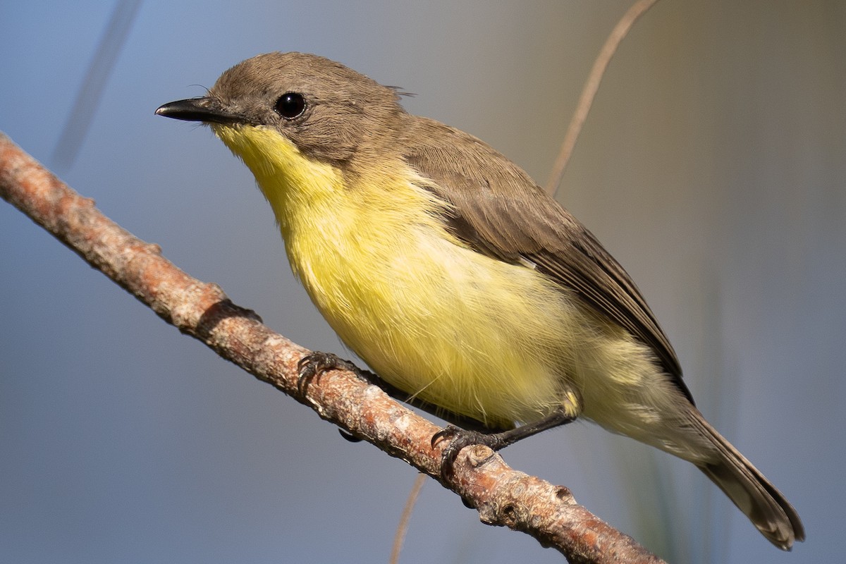 Golden-bellied Gerygone - ML642888449
