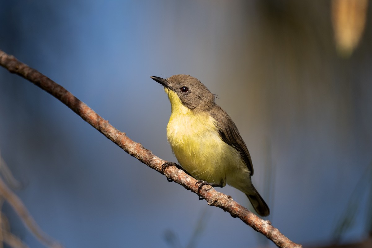 Golden-bellied Gerygone - ML642888450