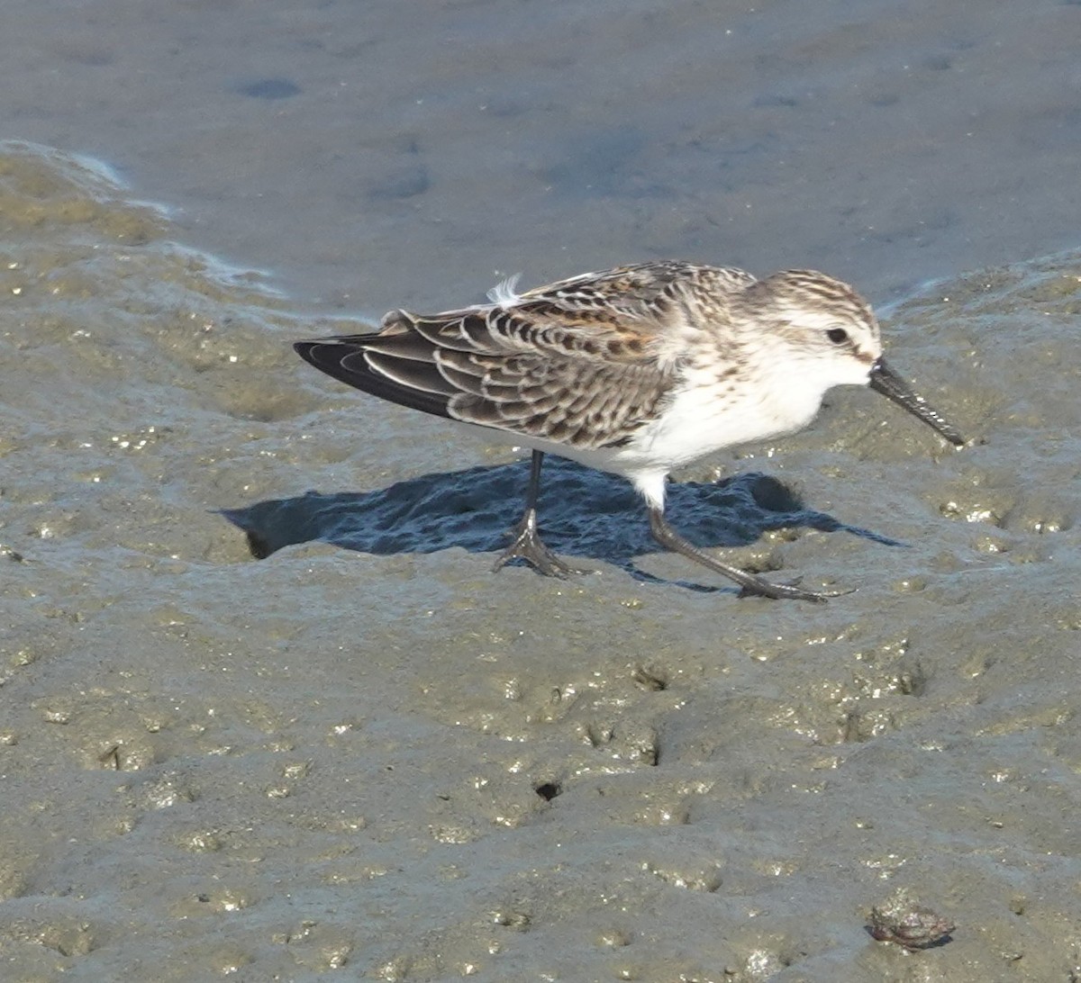 Western Sandpiper - ML642888455