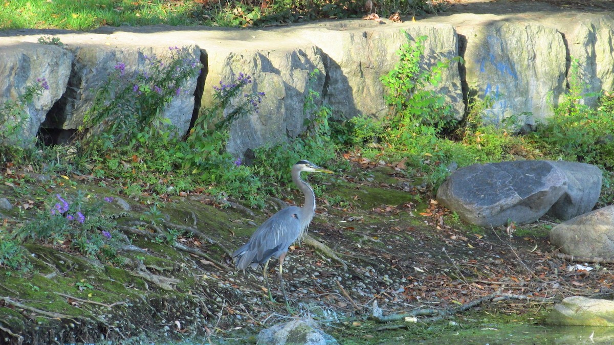 Great Blue Heron - ML642888459